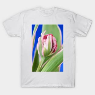 Tulipa &#39;Eternal Flame&#39; Double Early Tulip T-Shirt